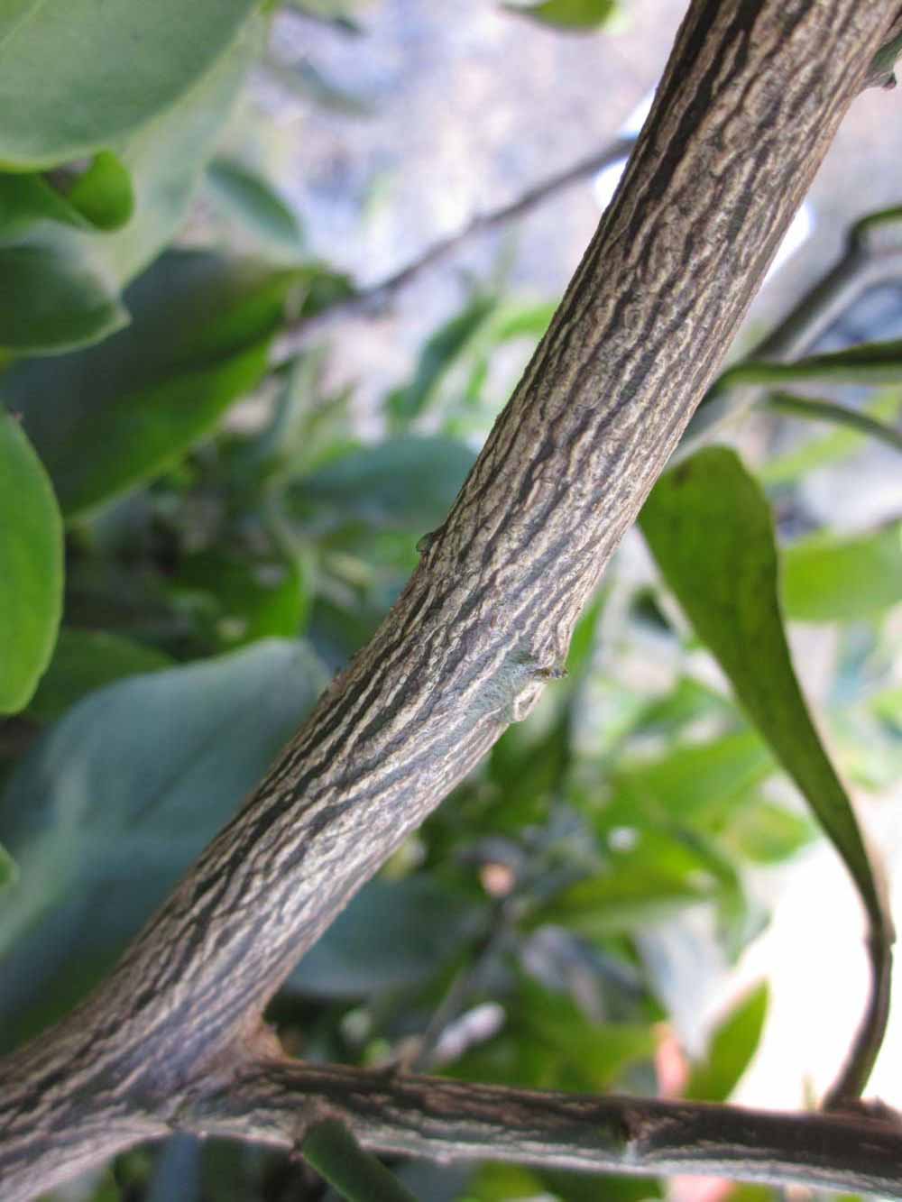              Second - third year twig (Winter Haven, FL)       